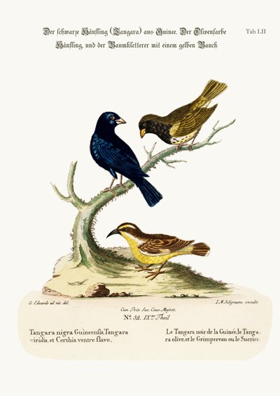 The Black Linnet, the Olive-coloured Linnet, and the Yellow-bellied Creeper, 1749-73 by George Edwards